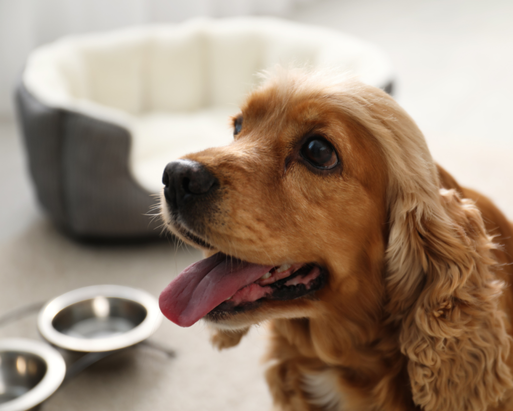 pet friendly hotel